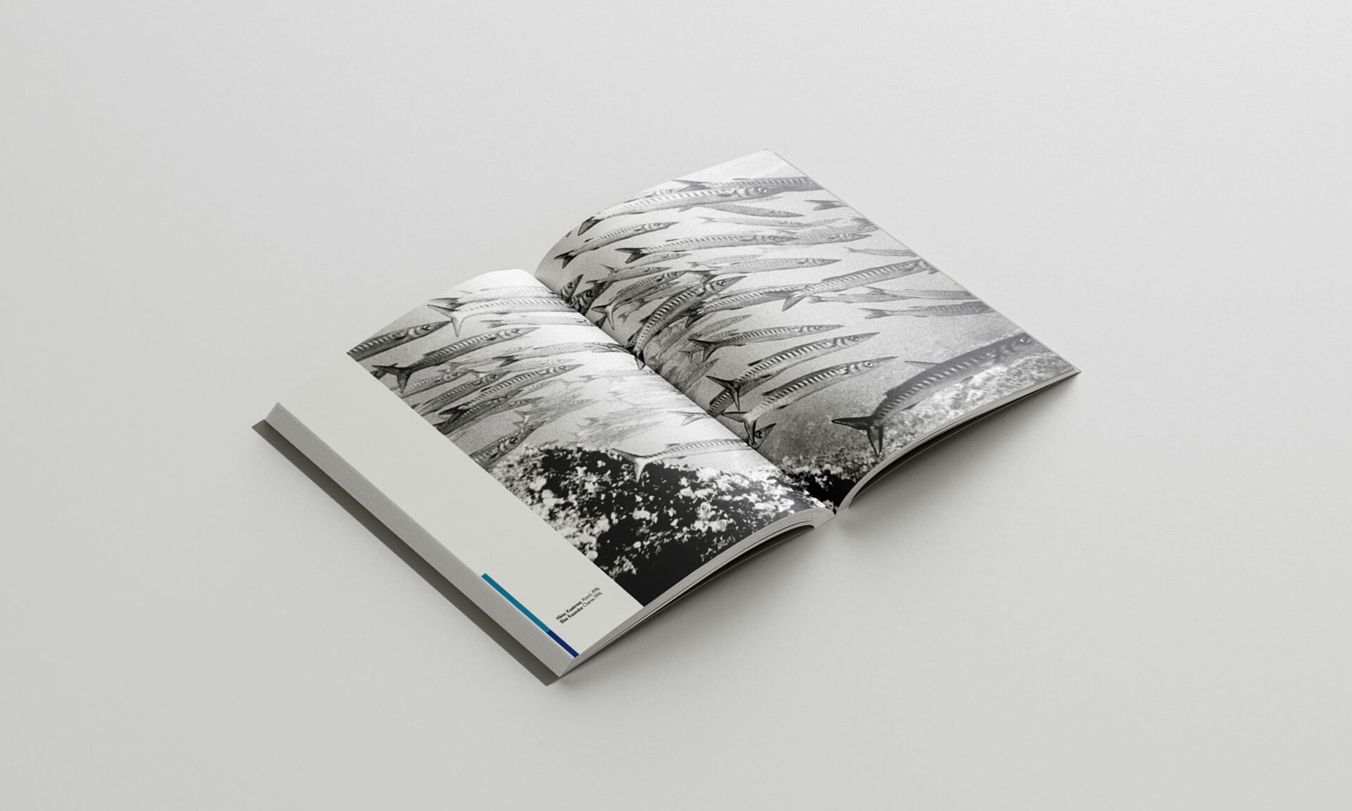 31 Photographers Publication