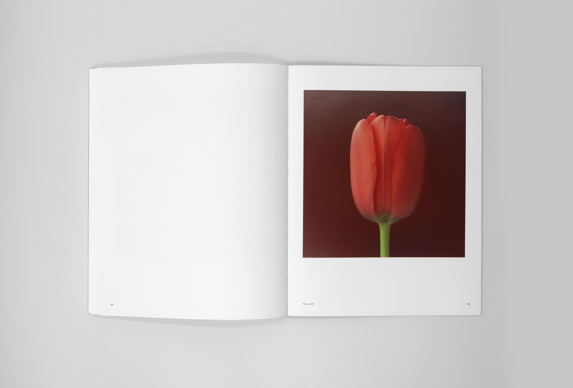 Robert Mapplethorpe Exhibition Catalogue